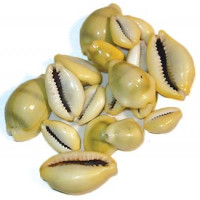 Cowrie Shells...